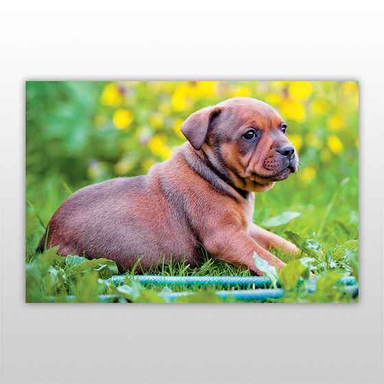 Мини-пазл 54 элемента Код: PZ-1404 Собаки и щенки Бумагия - фото 3