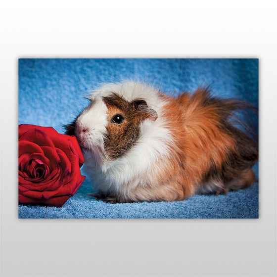 Мини-пазл 54 элемента Грызуны Бумагия Морская свинка - фото 3