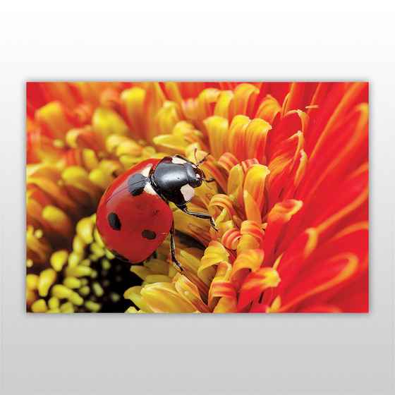 Мини-пазл 54 элемента Насекомые Бумагия Божья коровка - фото 3
