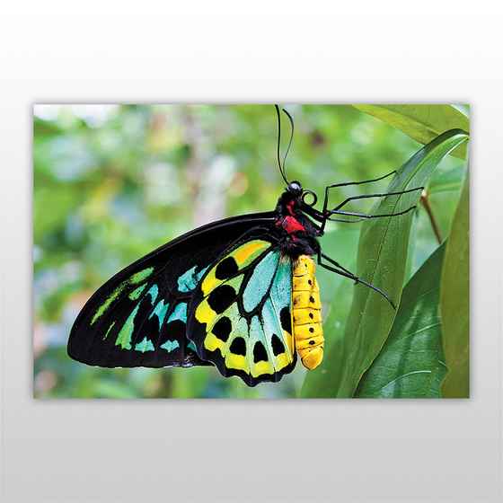 Мини-пазл 54 элемента Зелёная бабочка Насекомые Бумагия - фото 3