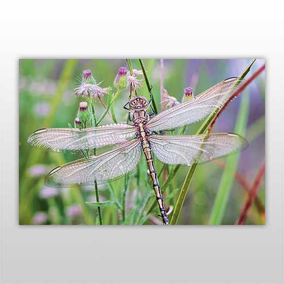 Мини-пазл 54 элемента Стрекоза Насекомые Бумагия - фото 3