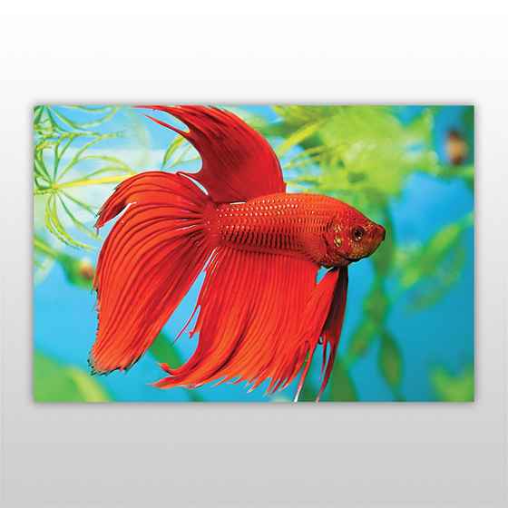 Мини-пазл 54 элемента Код: PZ-0606 Яркие рыбки Бумагия - фото 3