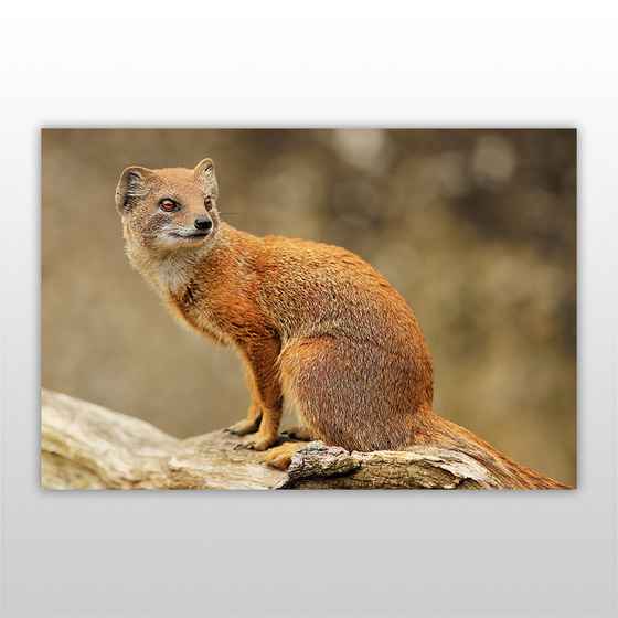 Игра пазл Лесные хищники 120 эл., Горностай - фото 2