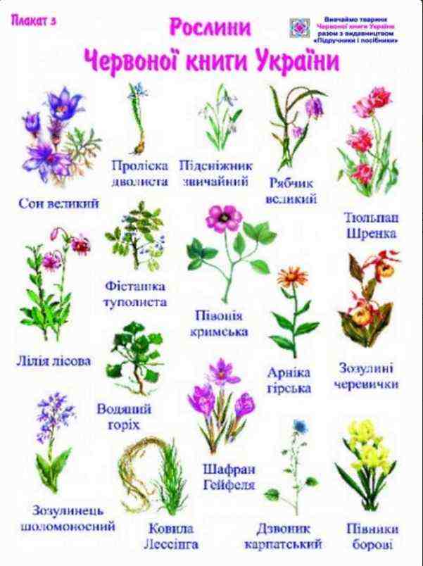 Червона книга України Комплект плакатів методичка Видання 2 Грибчук Л. Підручники і посібники