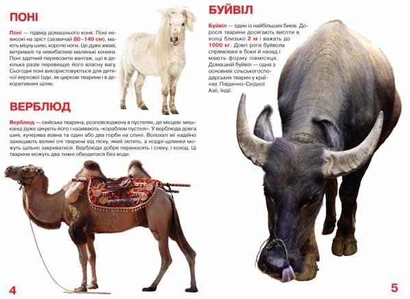 Велика книжка. Свійські тварини - фото 2