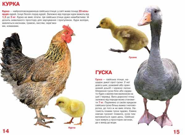 Велика книжка. Свійські тварини - фото 3