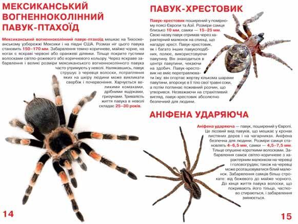 Велика книжка. Павуки - фото 3