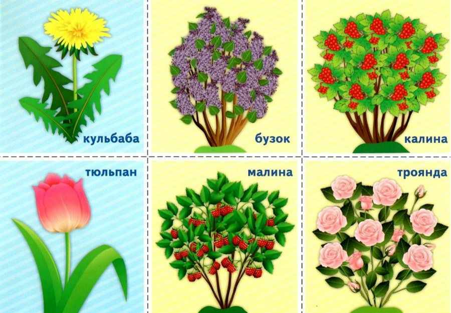 Комплекс дидактичних ігор Світ рослин 1-2 клас НУШ Ранок Нова українська школа - фото 4