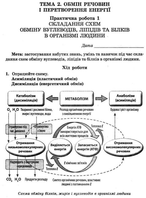 Біологія 10 клас Зошит для лабораторних і практичных робіт навчальних проектів Сало Т. Весна - фото 2