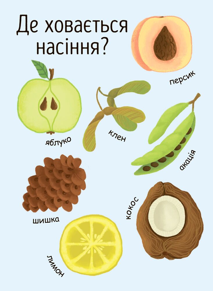 Як виростає дерево? - фото 2