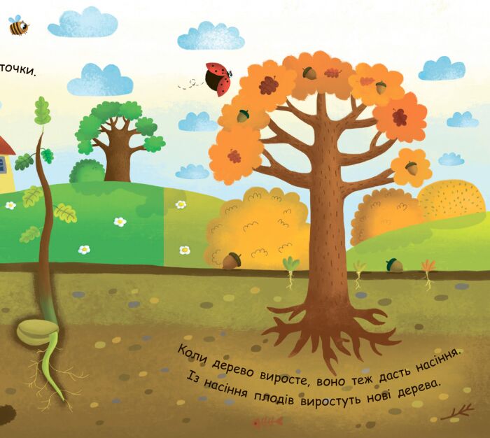 Як виростає дерево? - фото 3