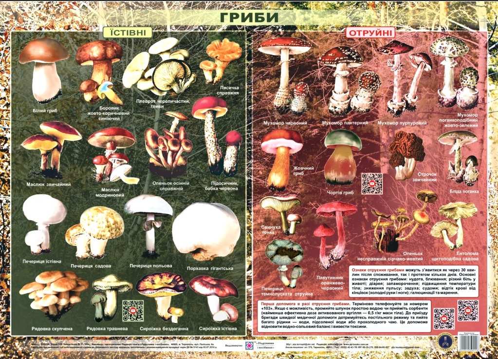 Їстівні та отруйні гриби Плакат Хіхловський В. Підручники і посібники - фото 1