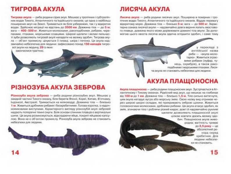 Велика книжка Акули Світ навколо нас Крістал Бук - фото 2