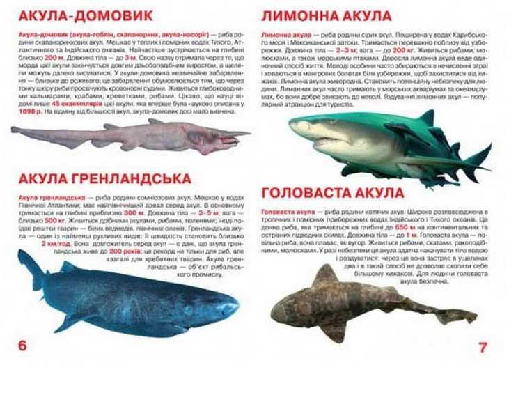 Велика книжка Акули Світ навколо нас Крістал Бук - фото 3