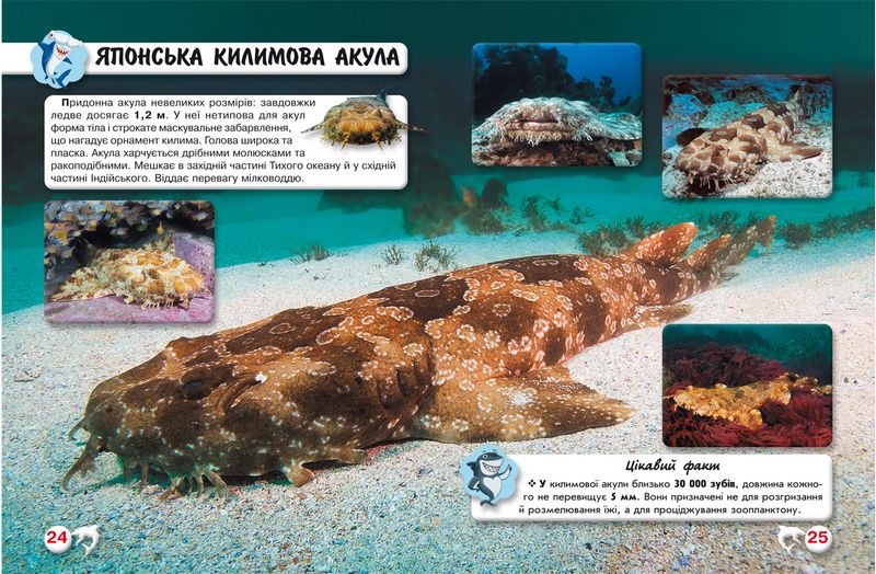 Світ навколо нас. Акули - фото 2