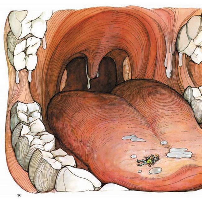 Магічна книга анатомії - фото 3