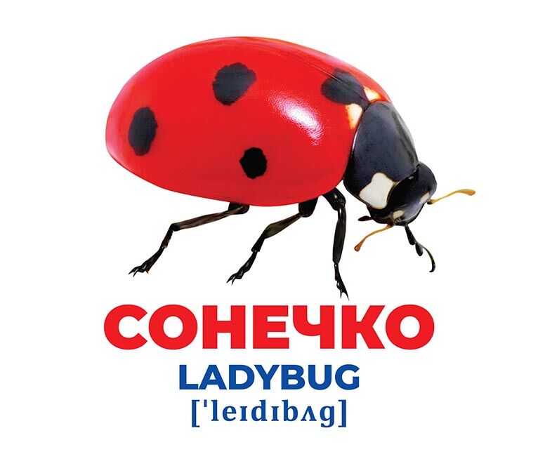 Геній з пелюшок.Комахи - фото 2