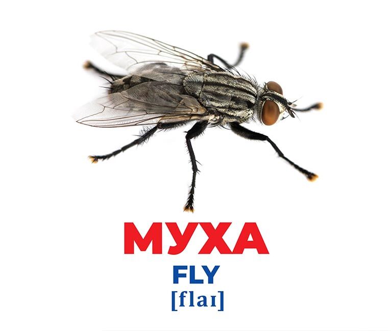 Геній з пелюшок.Комахи - фото 3