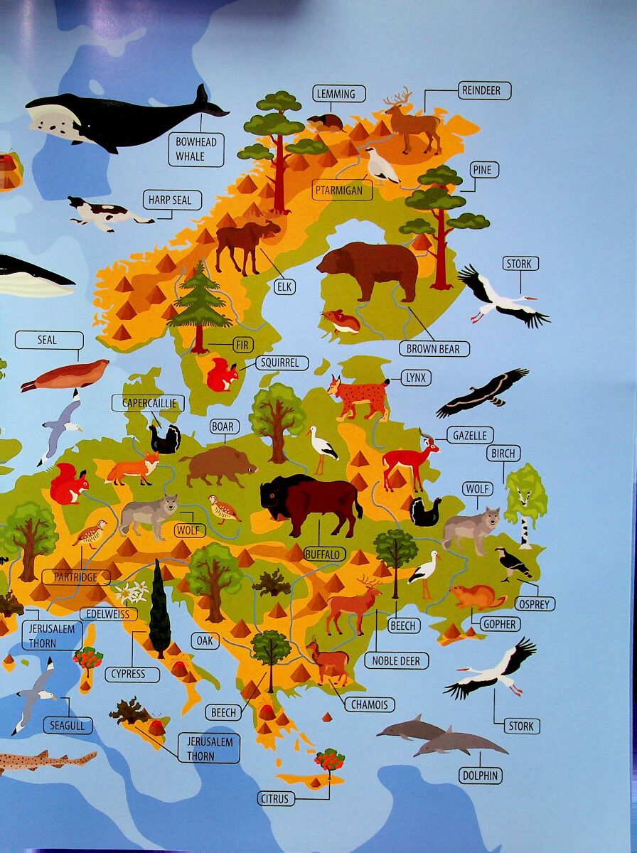 Тварини і рослини світу. Animals and plants of the world. Тиха В.В. Талант. - фото 4