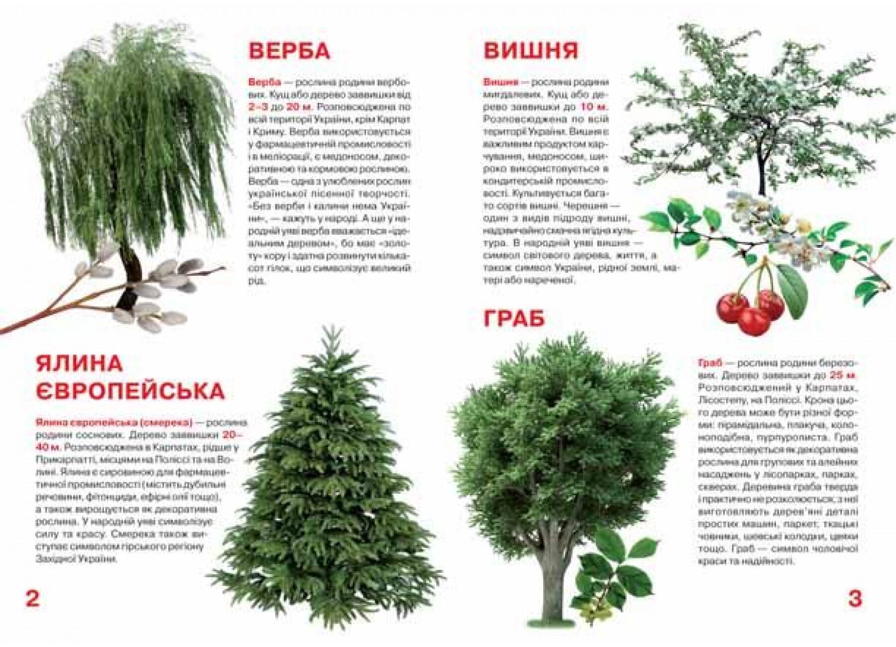 Велика книжка. Рослинний світ України. Crystal Book. - фото 2