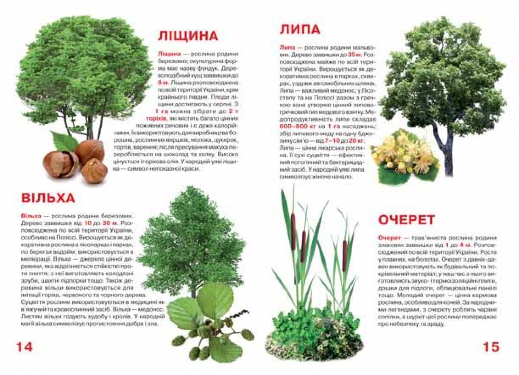 Велика книжка. Рослинний світ України. Crystal Book. - фото 3