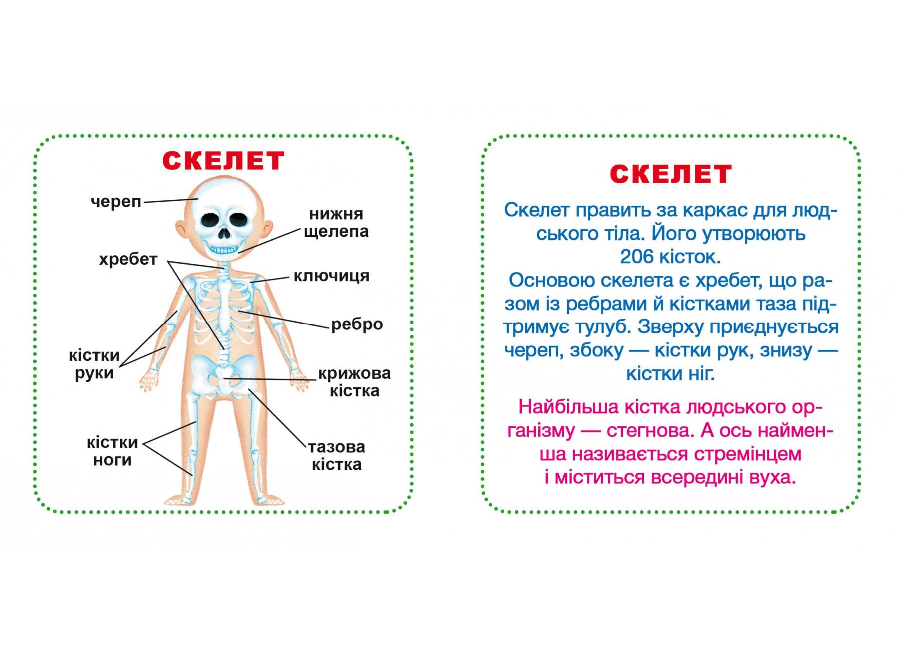 Розумні картки. Моє тіло. 30 карток. Crystal Book. - фото 4