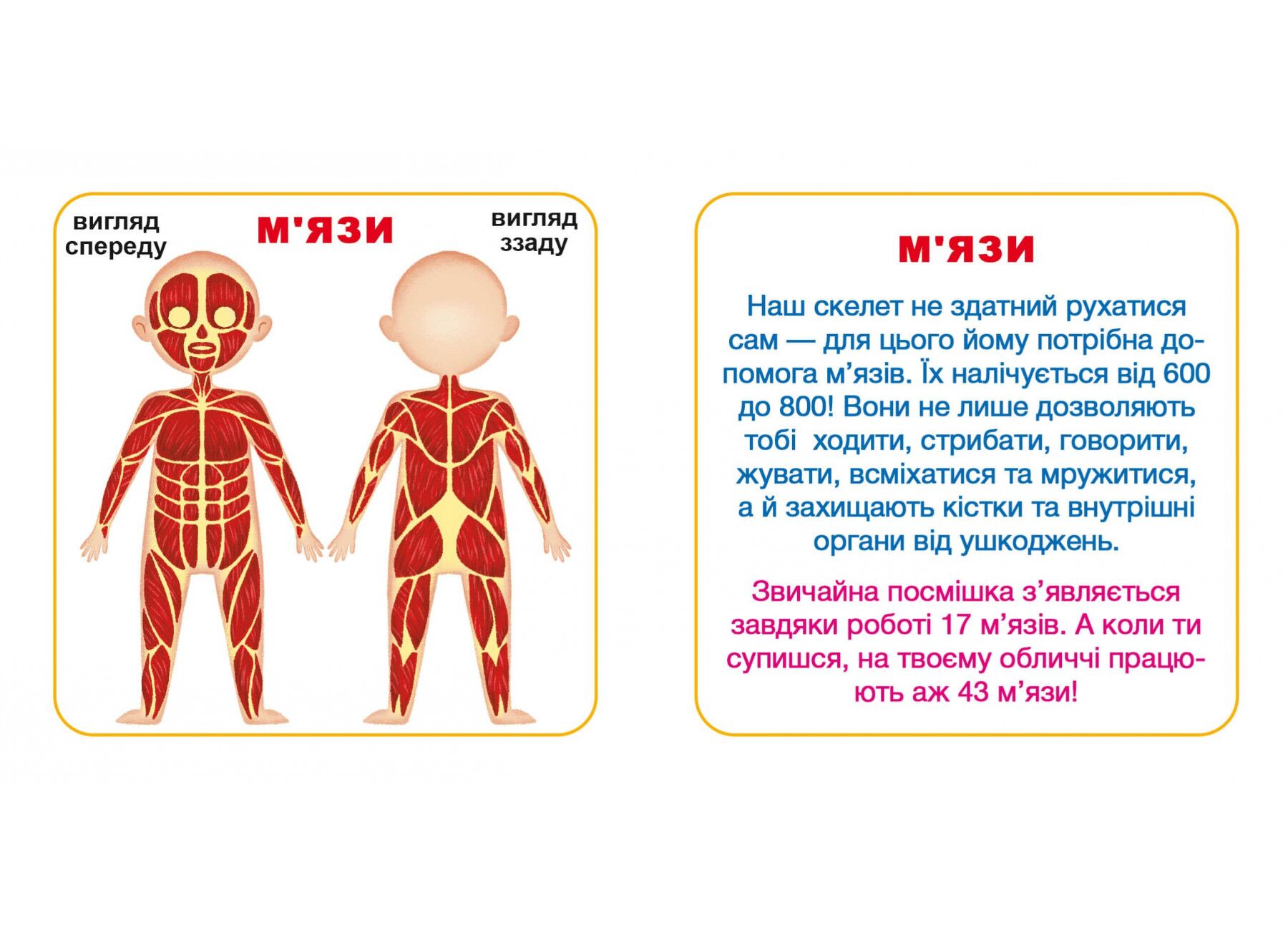 Розумні картки. Моє тіло. 30 карток. Crystal Book. - фото 6