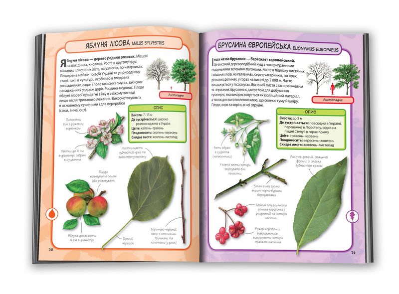 Дерева. Міні-енциклопедія. 50 найвідоміших видів - фото 5