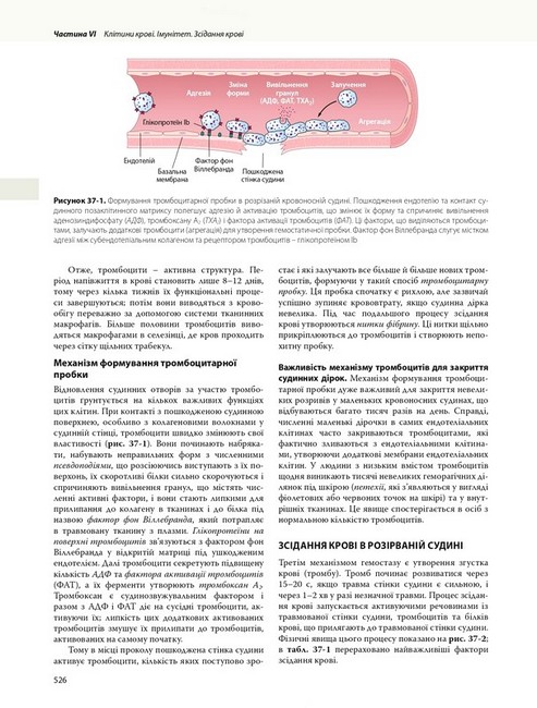 Медична фізіологія за Ґайтоном і Голлом. У 2 томах. Том 1. 14-е видання - фото 3