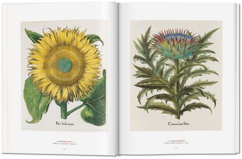 A Garden Eden. Masterpieces of Botanical Illustration - фото 4