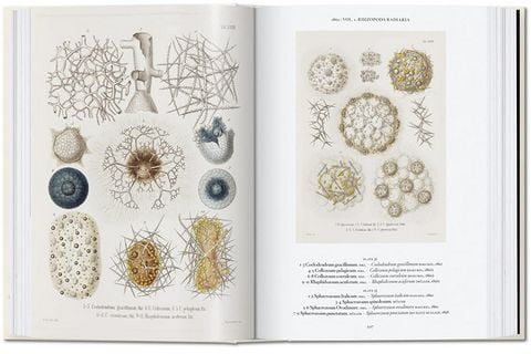 Haeckel - фото 2