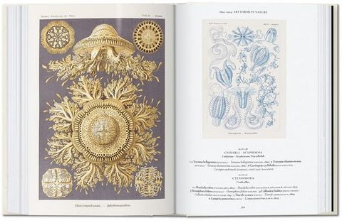 Haeckel - фото 4