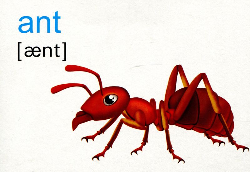 English Flashcards Wild animals birds insects / Дикі тварини, птахи, комахи Комплект флеш-карток з англійської мови НУШ Вознюк Л. Підручники і посібники - фото 2