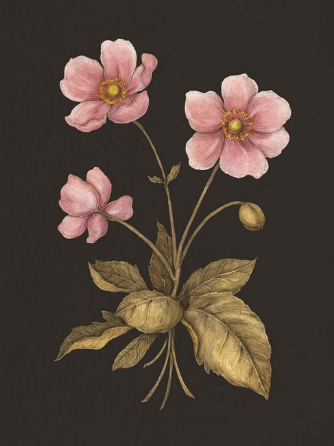 Флорографія. Ілюстрований довідник з вікторіанської мови квітів - фото 5