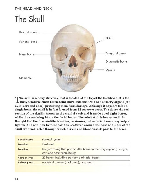 Human Body. Mini Encyclopedia - фото 3