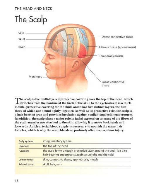 Human Body. Mini Encyclopedia - фото 5
