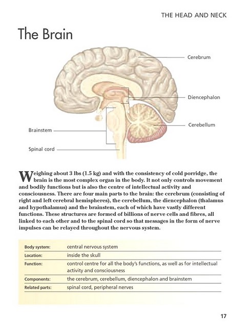 Human Body. Mini Encyclopedia - фото 6