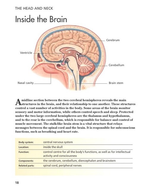 Human Body. Mini Encyclopedia - фото 7