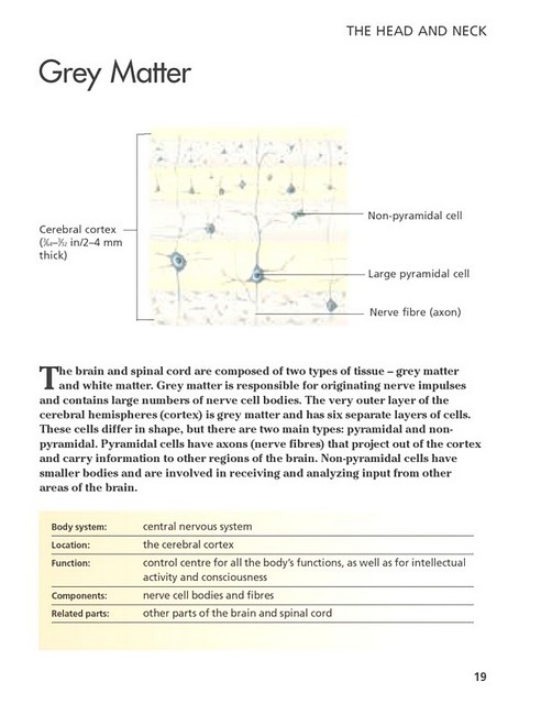 Human Body. Mini Encyclopedia - фото 8