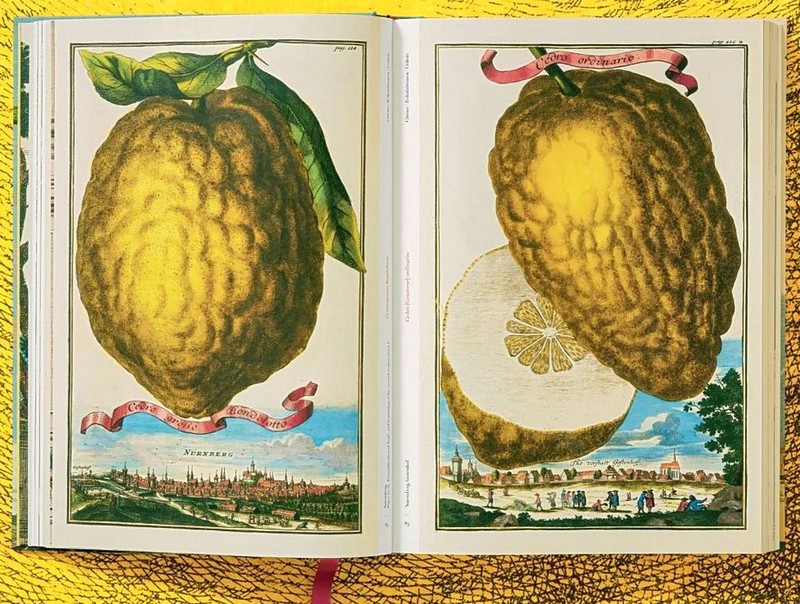 J. C. Volkamer. The Book of Citrus Fruits - фото 4