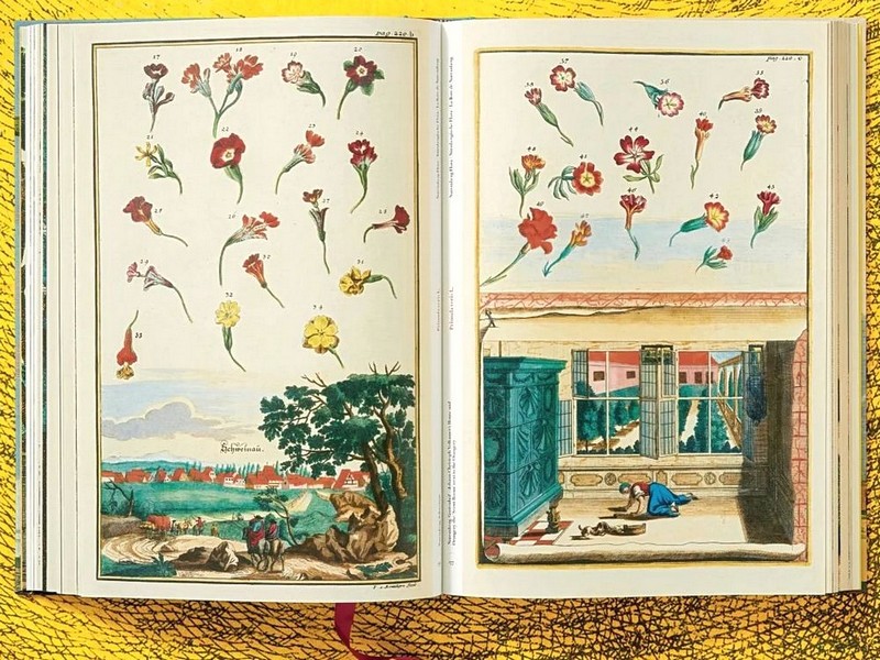 J. C. Volkamer. The Book of Citrus Fruits - фото 6