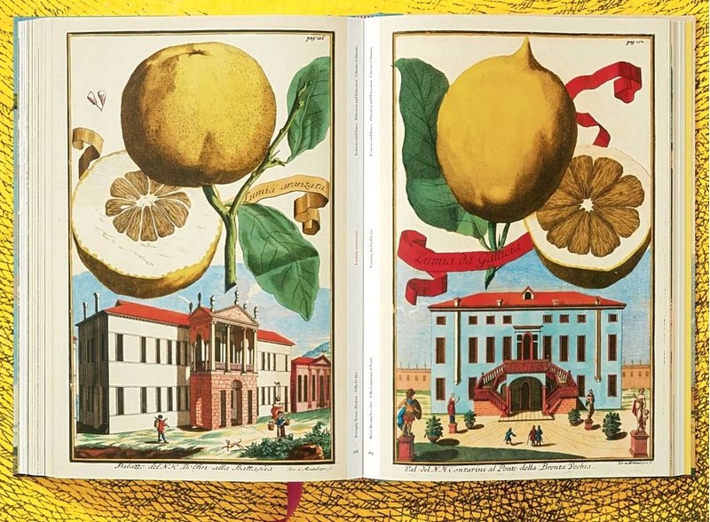 J. C. Volkamer. The Book of Citrus Fruits - фото 8