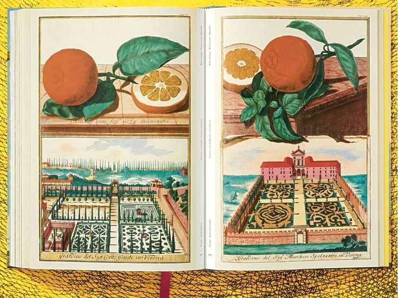 J. C. Volkamer. The Book of Citrus Fruits - фото 9