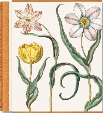 Basilius Besler. The Garden at Eichst„tt Basilius Besler. The Garden at Eichst„tt - Сад Огород