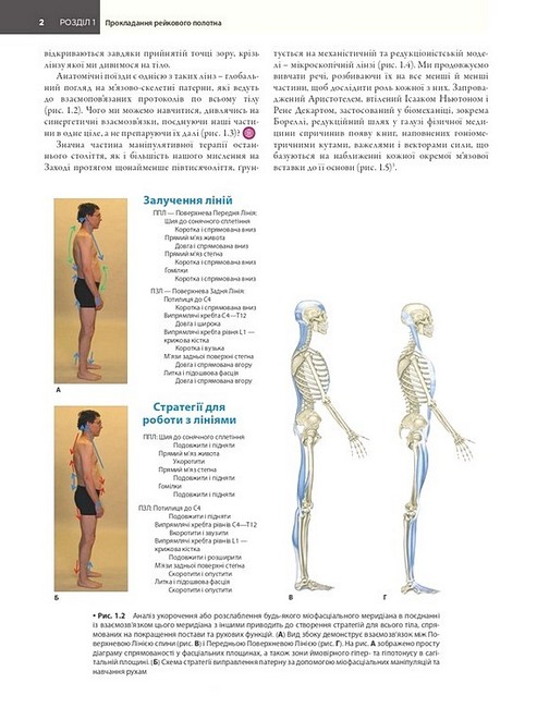 Анатомічні поїзди Міофасціальні меридіани для мануальних терапевтів і фахівців із відновлення руху 4-е видання Авт: Томас В. Маєрс Вид-во: Медицина - фото 3