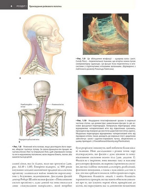 Анатомічні поїзди Міофасціальні меридіани для мануальних терапевтів і фахівців із відновлення руху 4-е видання Авт: Томас В. Маєрс Вид-во: Медицина - фото 7
