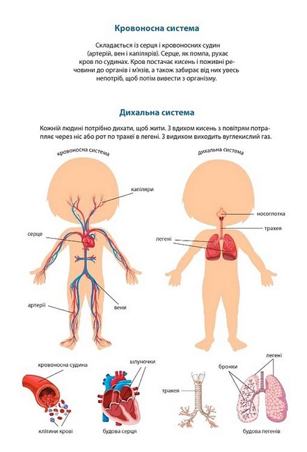 Твоє тіло Дівчинка Багаторазові наліпки Вид-во: Талант - фото 4
