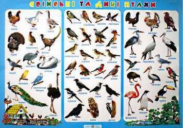 Свійські та дикі птахи Плакат Корнєєва О. Підручники і посібники Свійські та дикі птахи Плакат Корнєєва О. Підручники і посібники