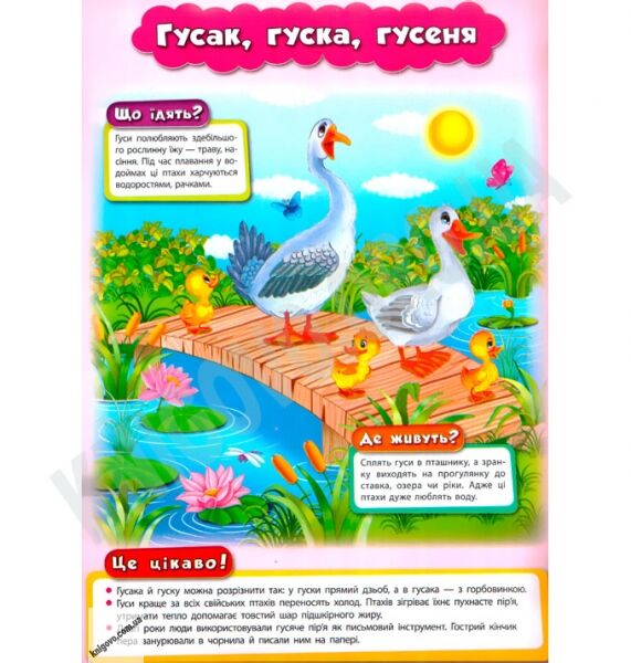 Розвивайко для малят Свійські тварини Авт: Воронкова Я. Вид-во: УЛА - фото 3