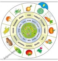 Обертайка Вивчаємо англійську Овочі Вид: УЛА Обертайка Вивчаємо англійську Овочі Вид: УЛА - Вивчаємо Англійську